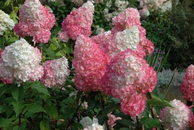 Гортензия метельчатая Ванил Фрайз. Контейнер с7,5. П