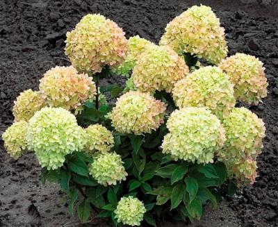 Гортензия метельчатая Литл пассион. Контейнер р9. П