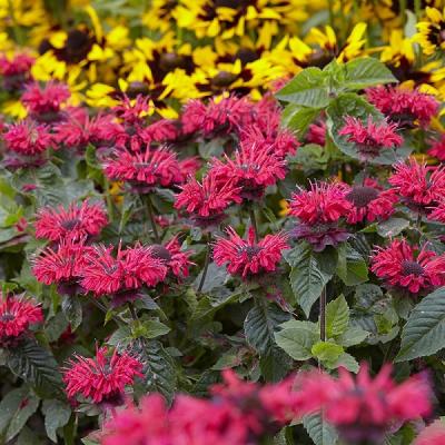 Монарда Би Хеппи. Контейнер с1. П