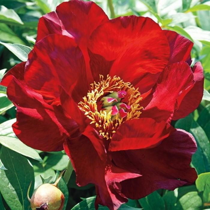 Пион ИТО Скарлет Хевен. Контейнер с3. П