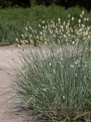 Сеслерия голубая. Контейнер с1/с2. кк