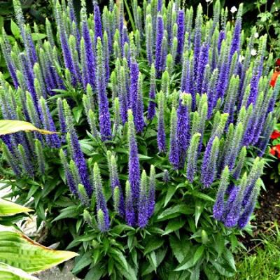 Вероника колосковая Уолстер Дварф Блю. Контейнер с1