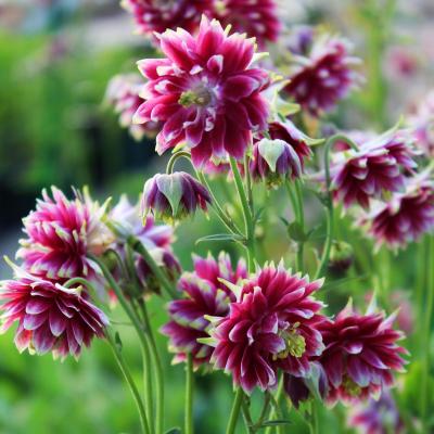 АКВИЛЕГИЯ НОРА БАРЛОУ (BARLOW NORA) конт с1 NCL