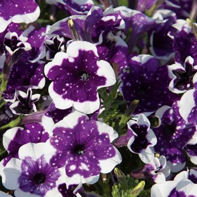 Петуния AlpeTunia Glacier Sky