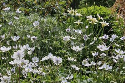 АНЕМОНА ЛЕВИЛЛЯ (LEVEILLEI) конт с2 NCL