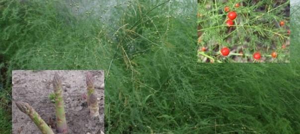 Аспарагус officinalis Avalim (Ф), контейнер с1