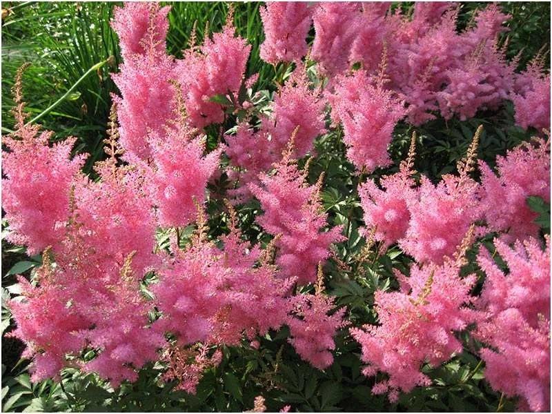 Астильба arendsii Gloria Purpurea (Ф), контейнер с2