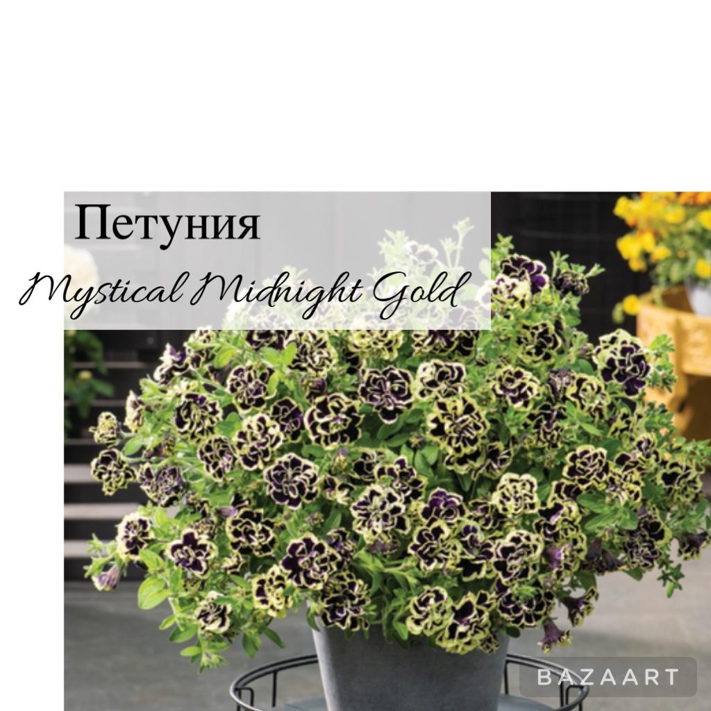 Петуния Mystical Midnight Gold