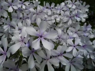 Флокс Мей Бриз растопыренный  , конт 2л Г