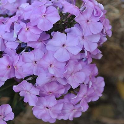 Флокс paniculata Lilac Time, конт п9 фр