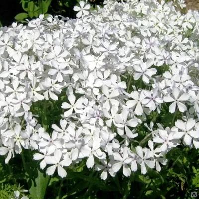 Флокс растопыр Вайт Парфюм , конт 2л , Г