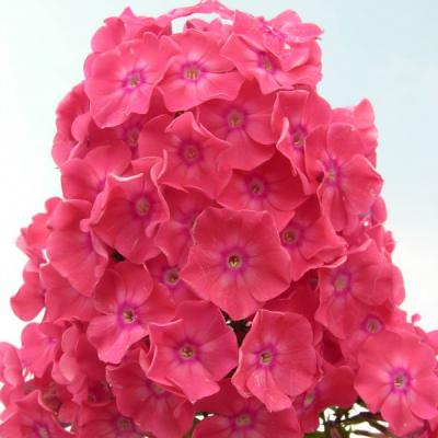Флокс метельчатый Земляничное суфле, п9