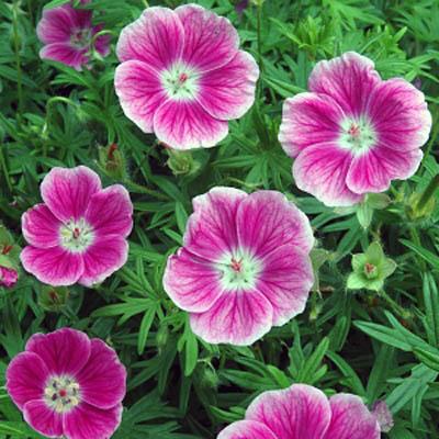 ГЕРАНИУМ ЕЛЬКЕ (ELKE) конт с2 NCL