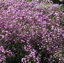 ГИПСОФИЛА ПАНИКУЛЯТА РОУЗ (PANICULATA ROSE) конт с1 NCL