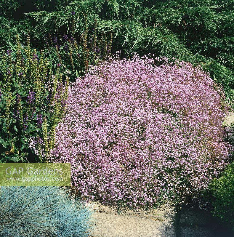 Гипсофила Розеншлее, с2