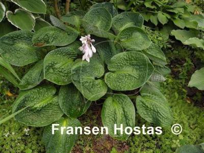 Хоста Capadiz Springs