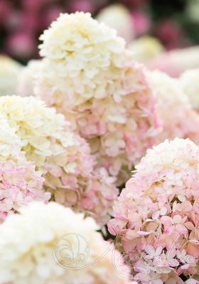 Гортензия метельчатая Распберри Пинк (Raspberry Pink), с3