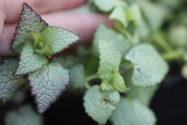 Яснотка Драгон парпл. Контейнер с1 Г