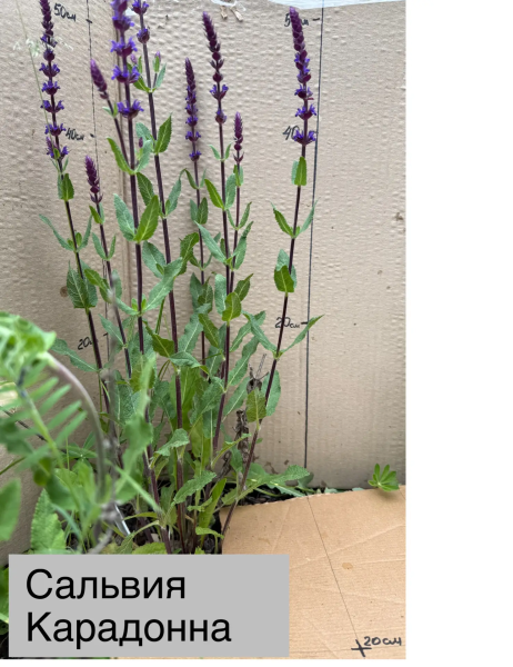 Сальвия Карадонна (nemorosa), конт 2л
