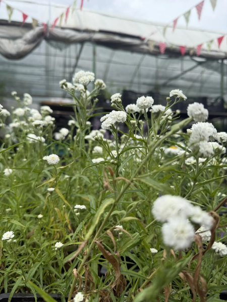 Тысячелистник Ноблесс , контейнер С2л