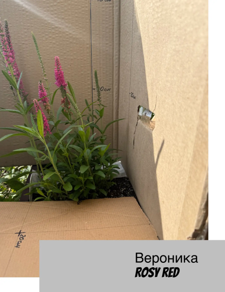 Вероника колосковая Rosy Red, с2 Г