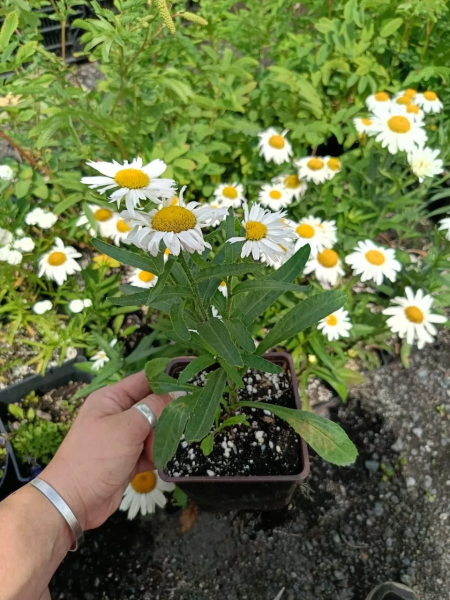 Нивянник Вайт Лайн, конт с2л ег