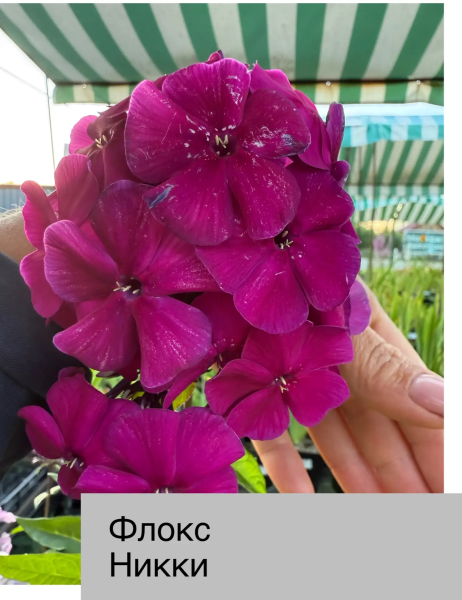 Флокс метел Никки, контейнер с3