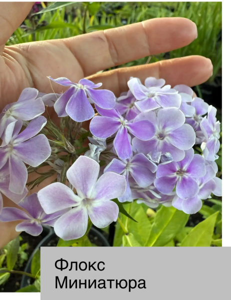флокс метел Миниатюра конт 1,8