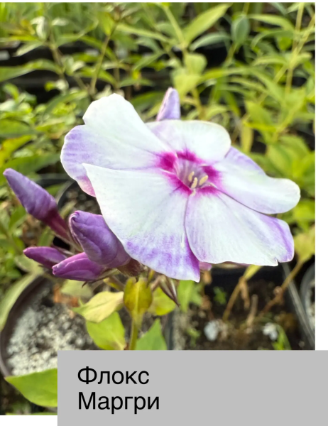 Флокс метел Маргри, конт 1,8