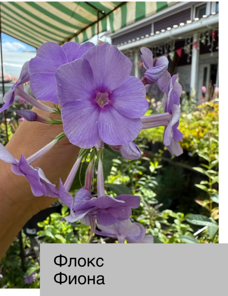 Флокс метел Фиона, конт 1,8