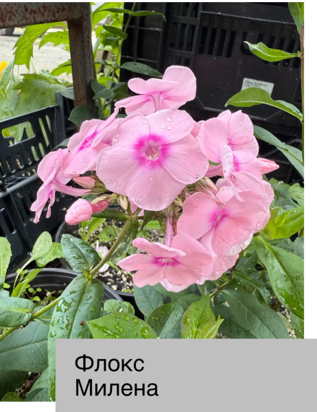 флокс метел Милена Конт 1,8-3л