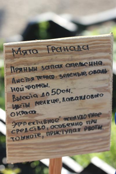 Мята Гранада. П7/9