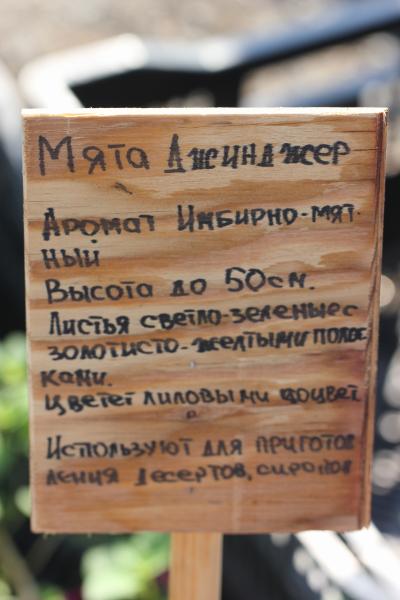 Мята Ташкент , конт п9
