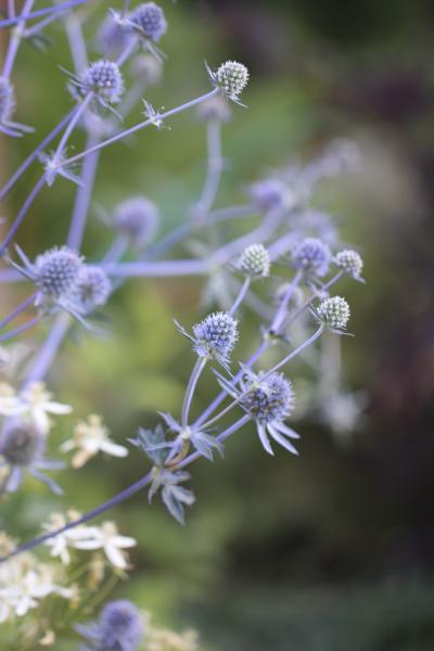 Синеголовик (Эрингиум) Супербум (Superbum), конт с1, ЕГ