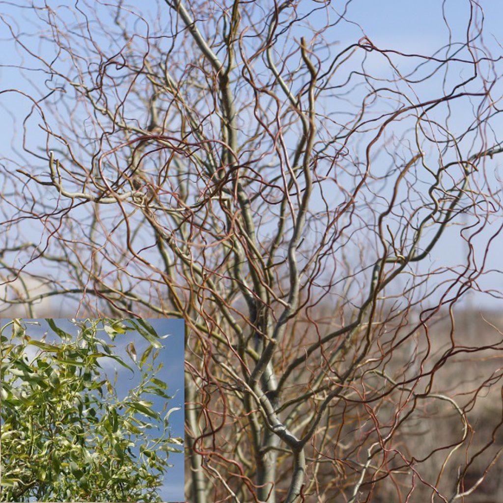 Ива Свердловская извилистая. Контейнер  п9