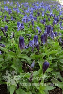 Клематис Литтл Артист, контейнер с2