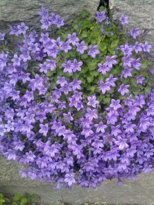 Колокольчик Пожарского (Poscharskyana), конт с1, ЕГ