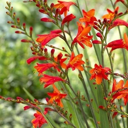 Крокосмия crocosmiiflora Red KingI , контейнер с1п9