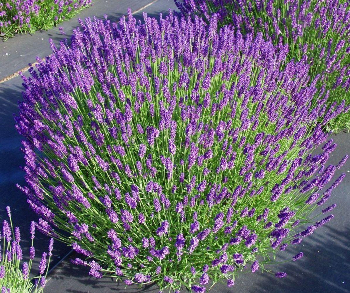 Лаванда angustifolia Hidcote, контейнер п9