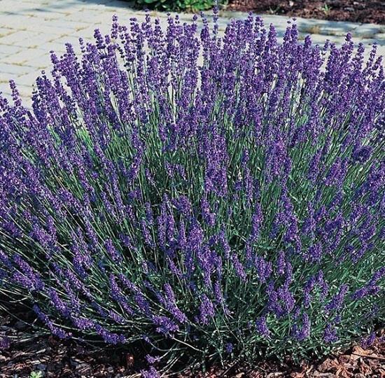 Лаванда angustifolia "Hidcote" , конт с2, FF