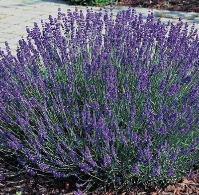 Лаванда angustifolia "Hidcote" , конт с2, FF