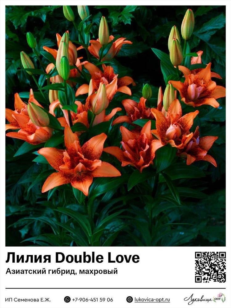 ЛИЛИЯ ДАБЛ ЛОВ, контейнер п9