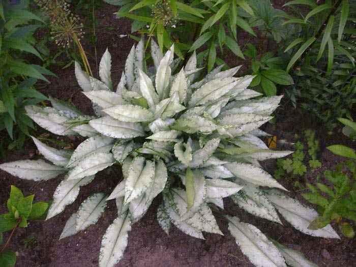 Медуница longifolia Diana Clare (Ф), контейнер Р9
