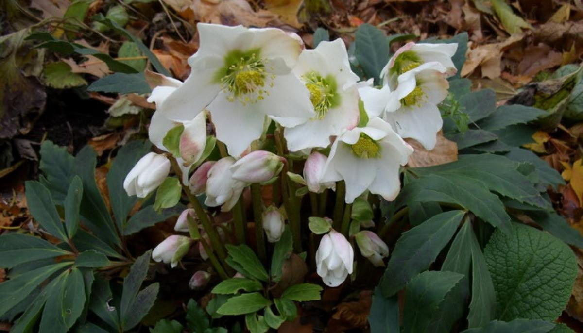 Морозник niger , конт с2, FF