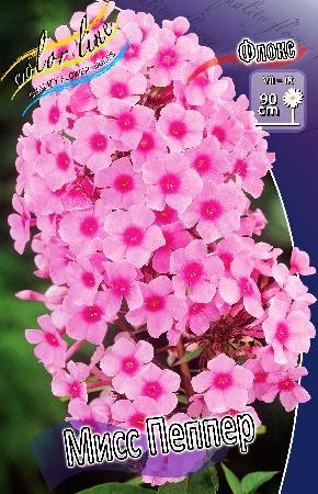 Флокс  paniculata Miss Pepper (Ф), контейнер с2