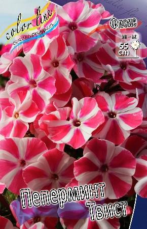 Флокс метел Peppermint Twist (Ф), контейнер с2