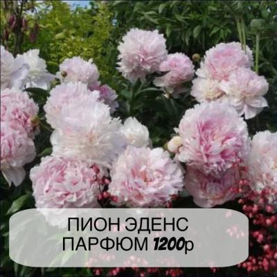 Пион Эденс Парфюм, с3