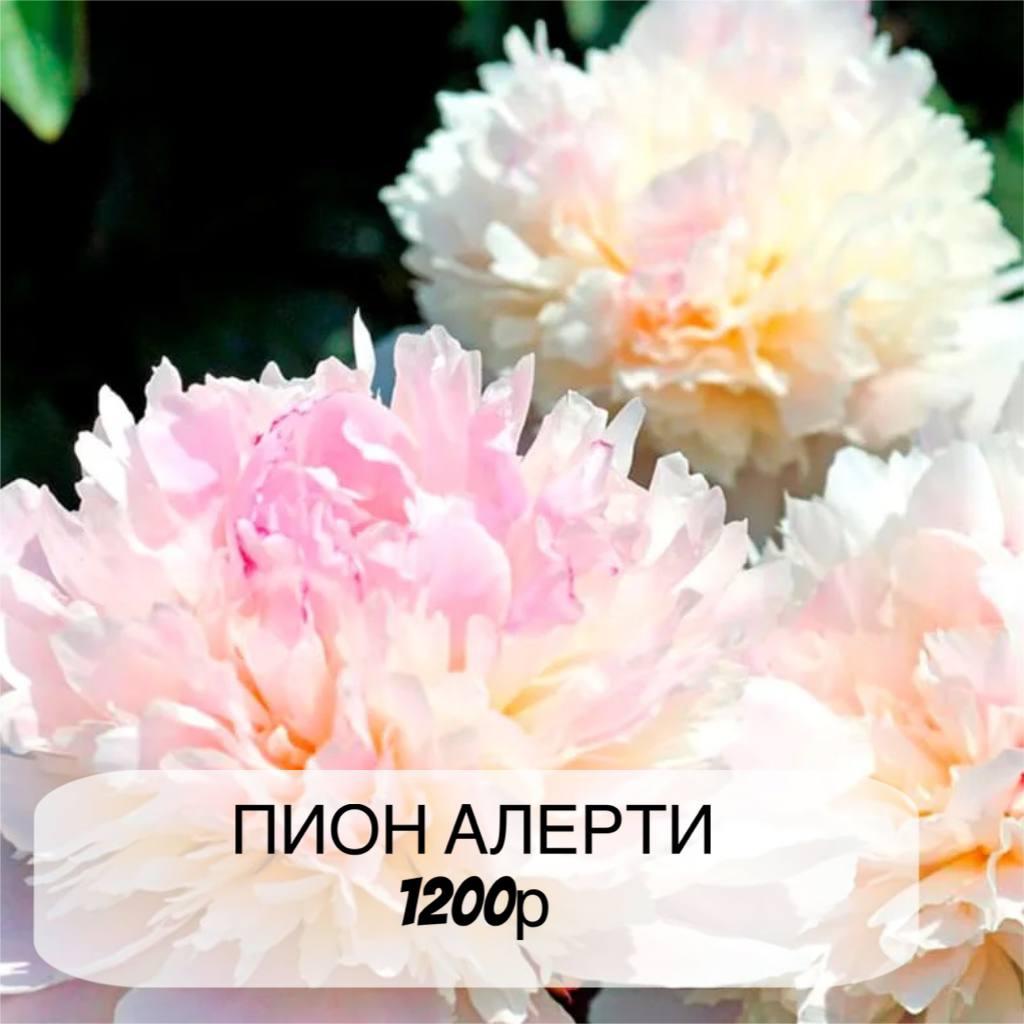 Пион Алерти, с3