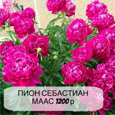Пион Себастьян Маас, с3