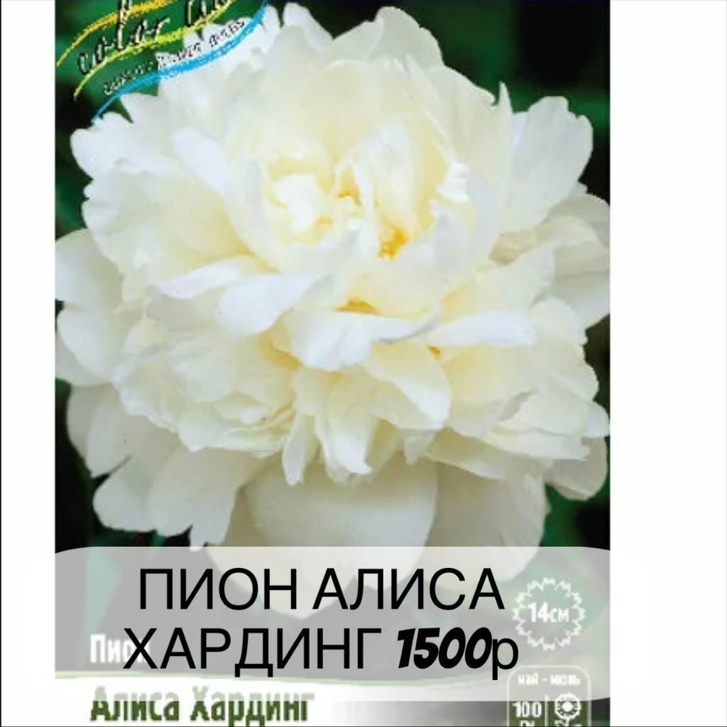 Пион Алиса Хандлинг, с3